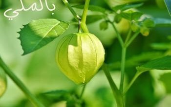 النباتات الطبيعية .. تعرفي على 8 أنواع منها 1 النباتات الطبيعية .. تعرفي على 8 أنواع منها