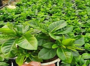 اسعار النباتات والأحجار المختلفة 7 اسعار النباتات والأحجار المختلفة